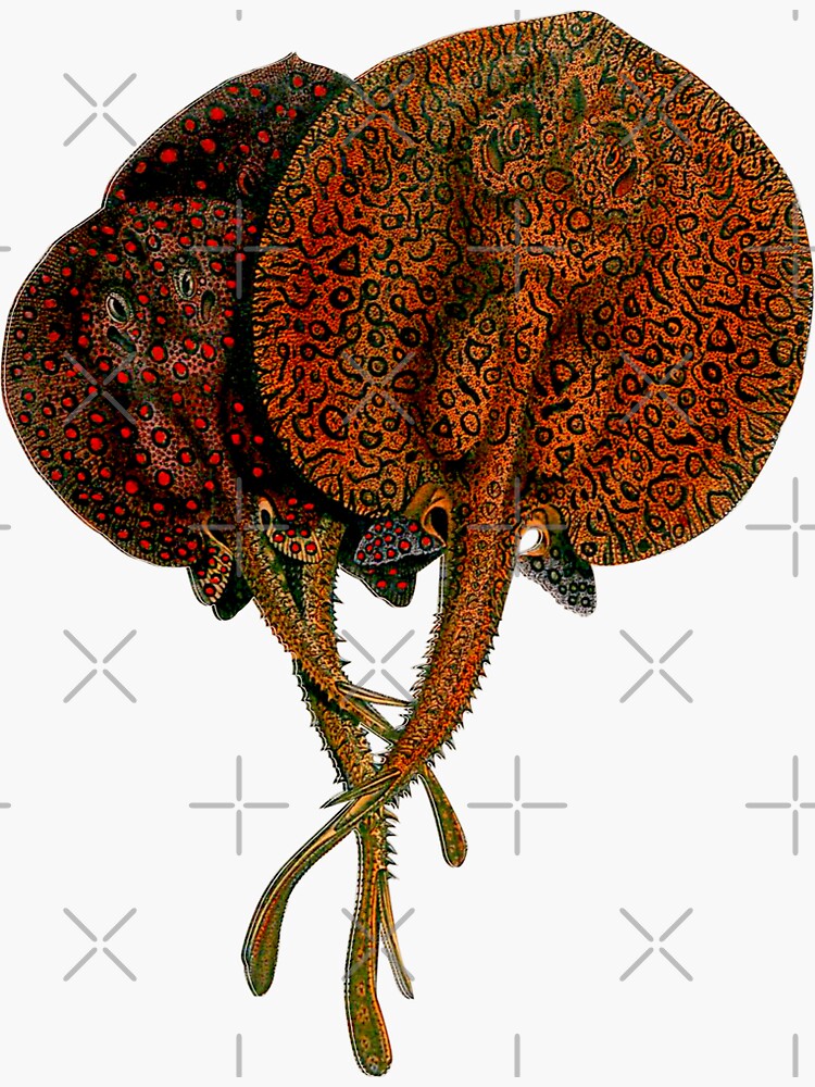 "Stingray Ray Potamotrygon Monsterfish Monster Fish Aquarium Fish Keeper Aquarist Gift" Sticker