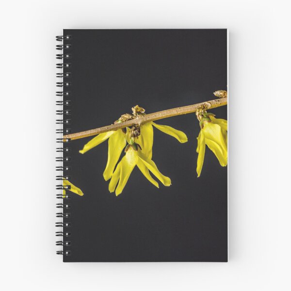 Aperçu de l'œuvre Forsythie 4 créée et vendue par Robert Alsop.