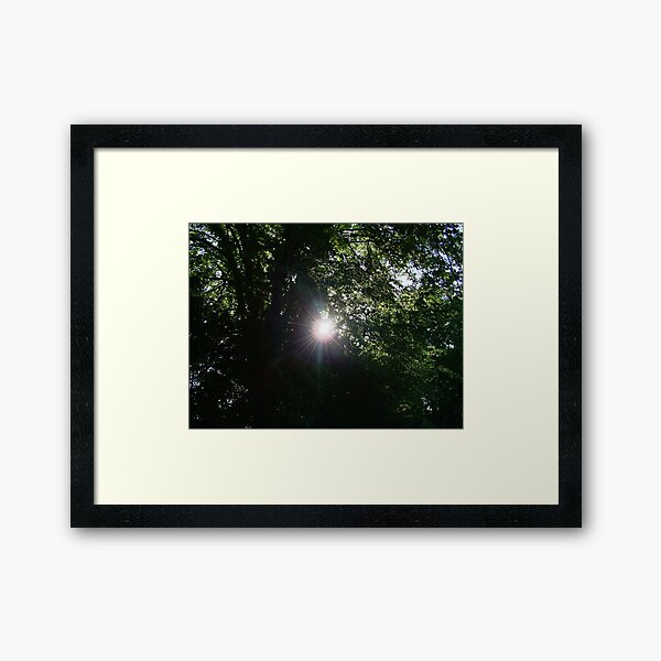 Sun Through The Trees Framed Art Print