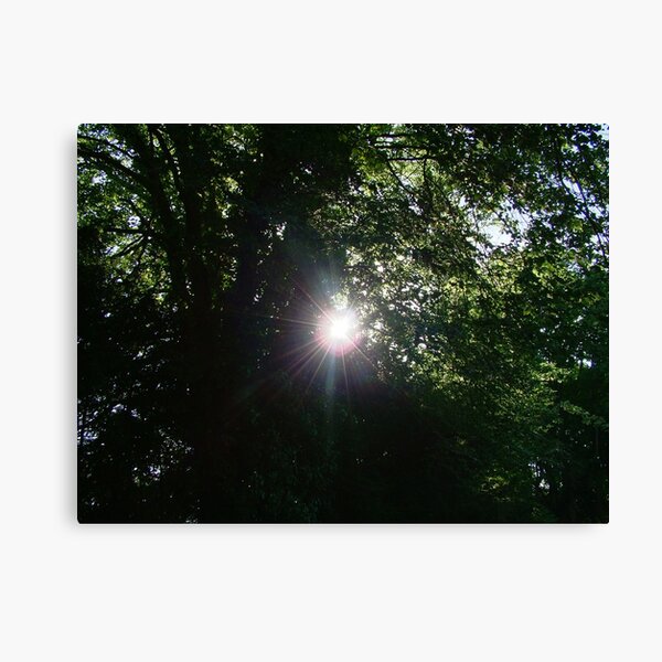 Sun Through The Trees Canvas Print