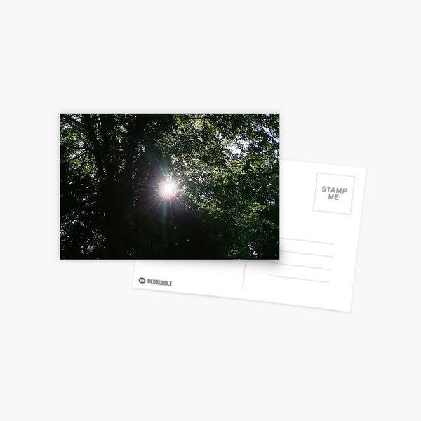 Sun Through The Trees Postcard
