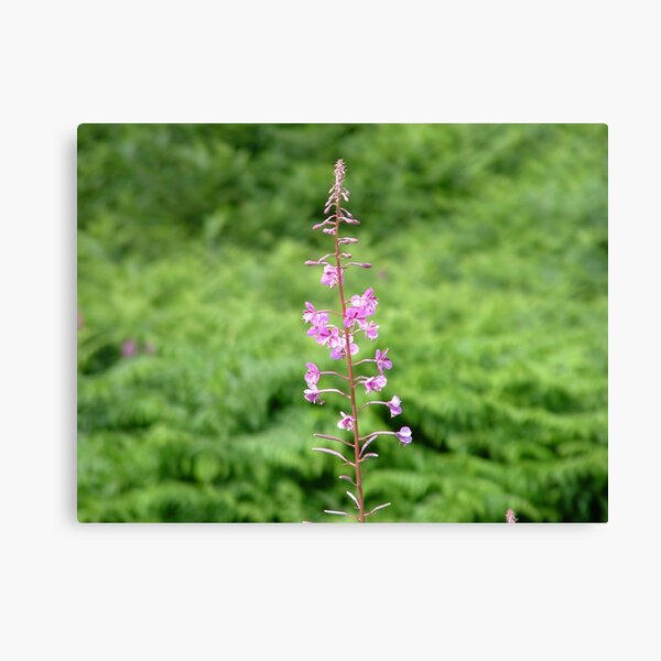 Tall Willow Herb Canvas Print