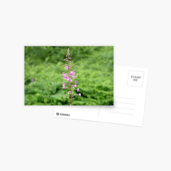 Tall Willow Herb Postcard