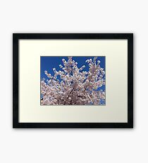 Plum Blossoms Against the Sky Framed Print