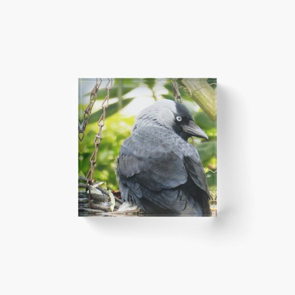 Item preview, Jackdaw designed and sold by snaphappy1.