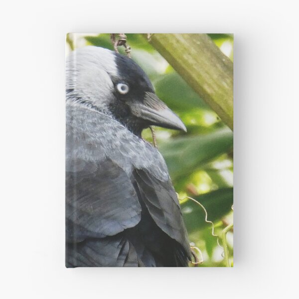 Item preview, Jackdaw designed and sold by snaphappy1.