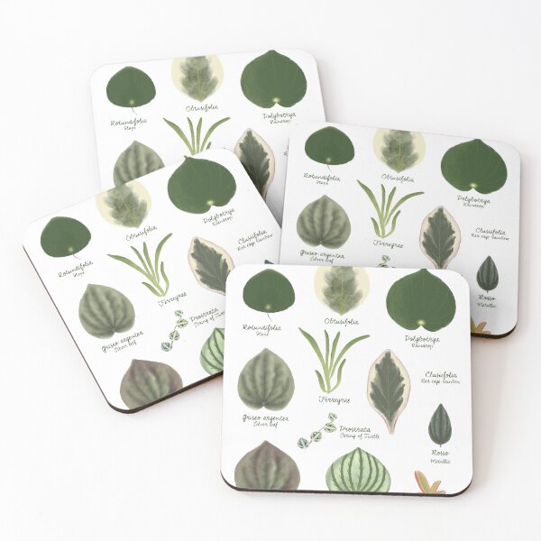Item preview, Peperomia plants species collection botanical illustration designed and sold by Onyria Art.