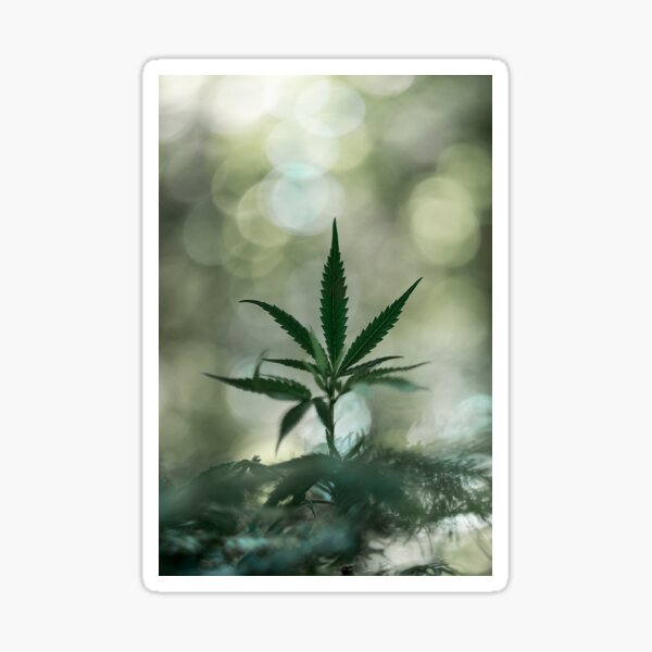 Hemp_ Sticker
