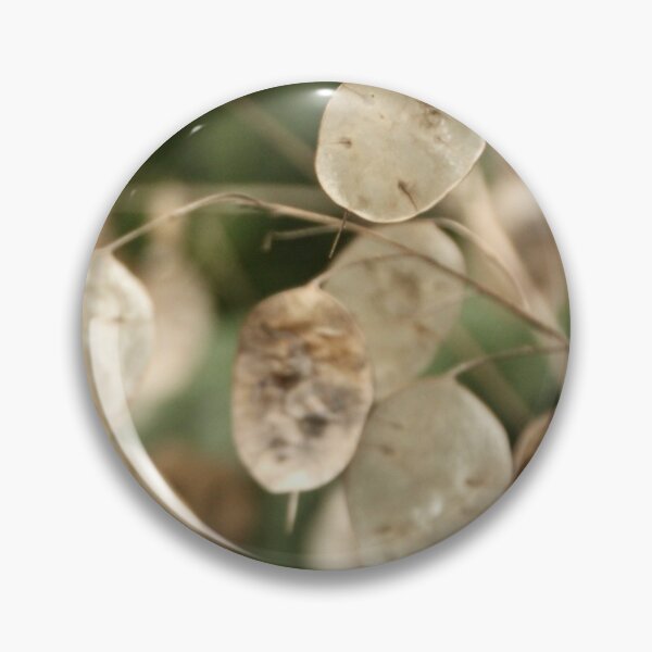 Item preview, Honesty seed pods at Viewfield designed and sold by Susan Henry.