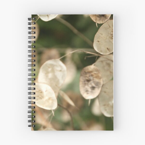 Item preview, Honesty seed pods at Viewfield designed and sold by Susan Henry.