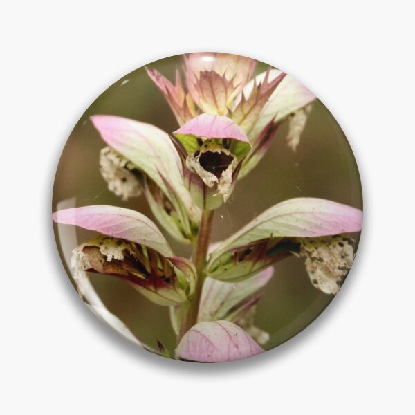 Item preview, Sculptural acanthus at Viewfield designed and sold by Susan Henry.