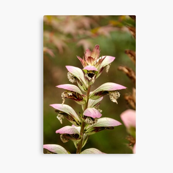 Item preview, Sculptural acanthus at Viewfield designed and sold by Susan Henry.