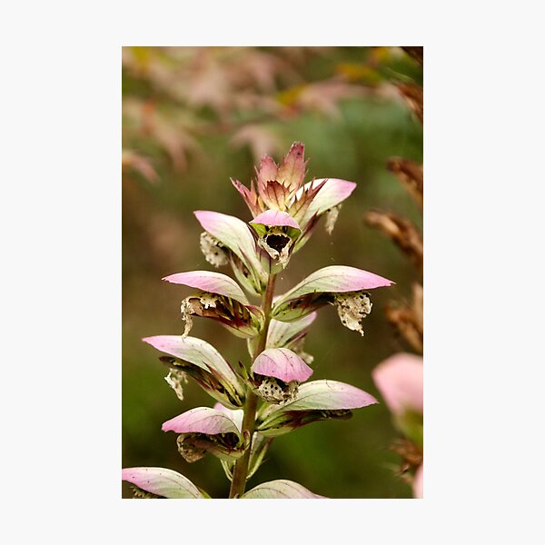 Item preview, Sculptural acanthus at Viewfield designed and sold by Susan Henry.