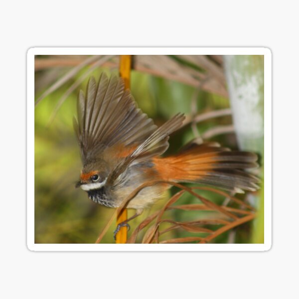 Rufous Fantail Sticker