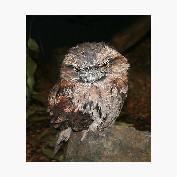 Frogmouth Photographic Print
