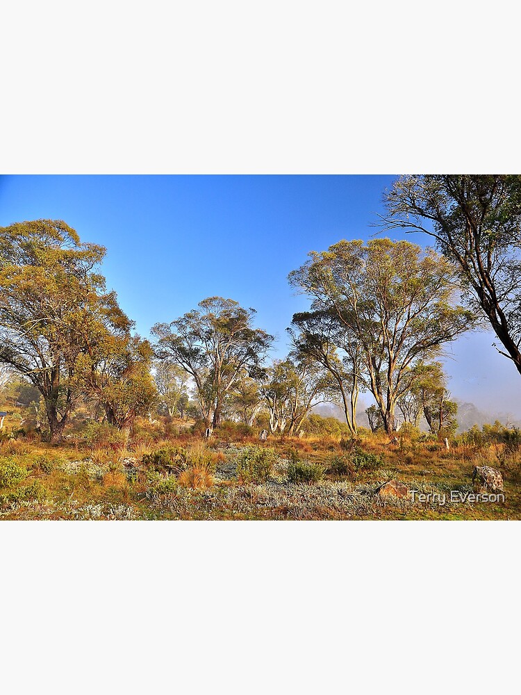 Thumbnail 3 of 3, Photographic Print, Gum Trees designed and sold by Tezzer.