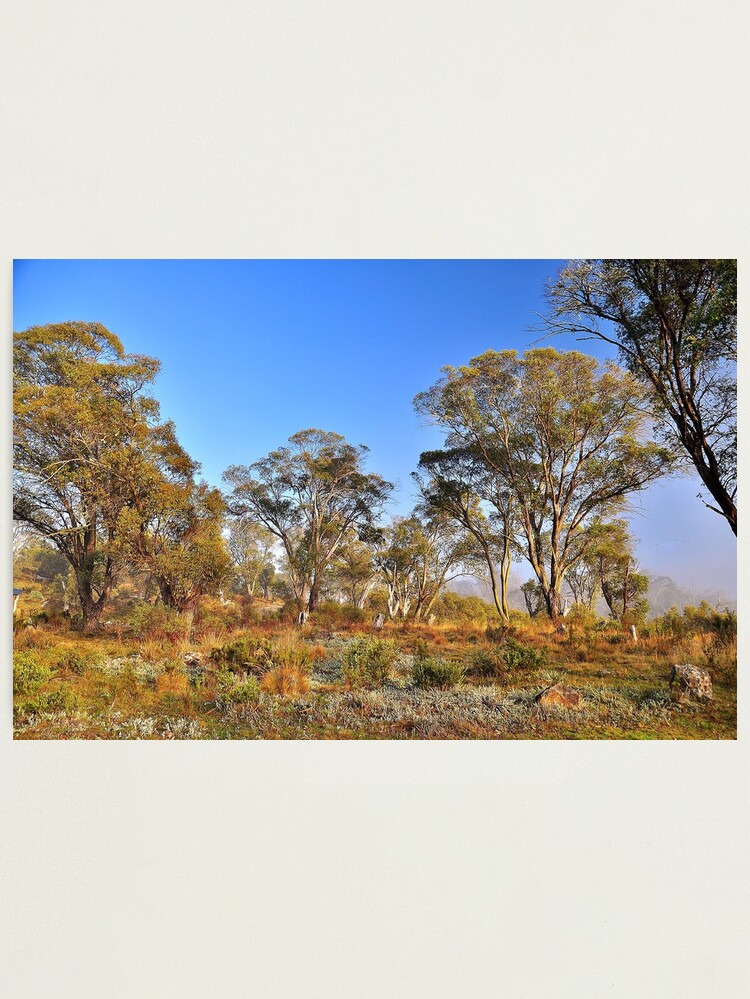 Thumbnail 1 of 3, Photographic Print, Gum Trees designed and sold by Tezzer.