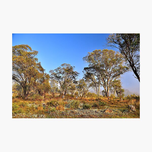 Item preview, Gum Trees designed and sold by Terry Everson.