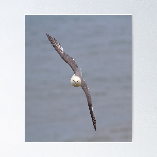 Item preview, Fulmar in flight designed and sold by Richard Greenwood.