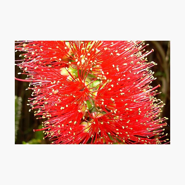 Artikelvorschau, Flaschenbürste (Callistemon) entworfen und verkauft von Cobargo South Coast.