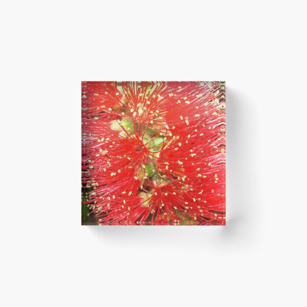 Item preview, Bottle Brush (Callistemon), NSW, Australia designed and sold by Cobargo South Coast.
