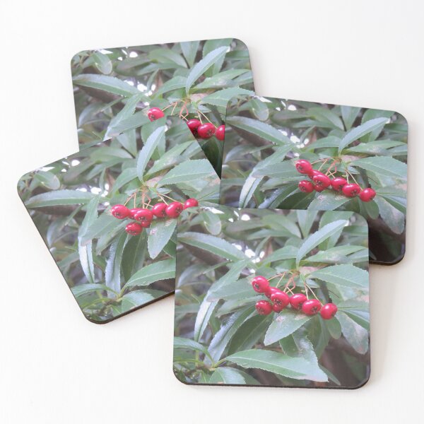 Item preview, Pyracantha berries designed and sold by greentiger1.