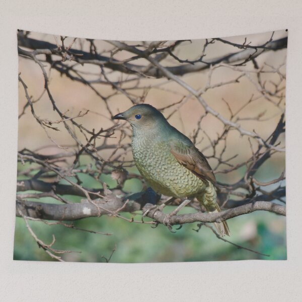 Item preview, Female Satin Bower Bird designed and sold by notjustamwac.