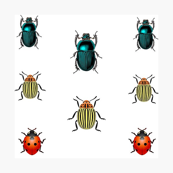 Item preview, beetle collection designed and sold by vashumaso.