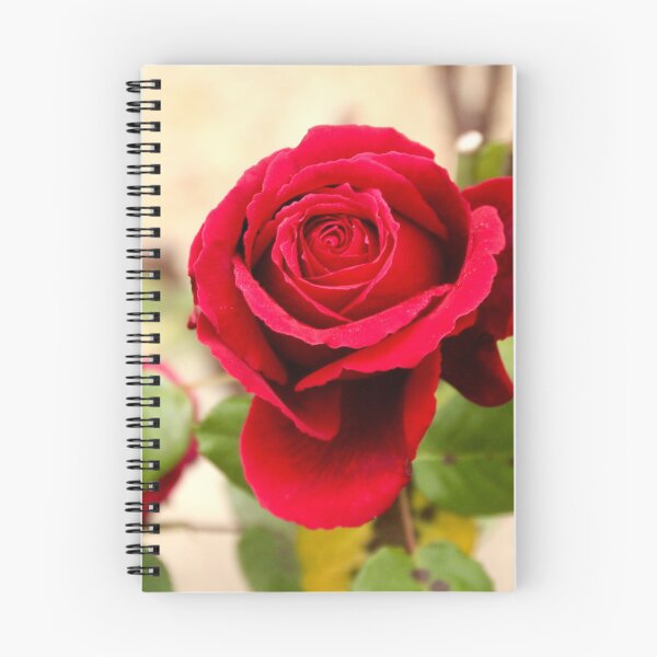 Item preview, Red rose, Macedon Garden designed and sold by Susan Henry.