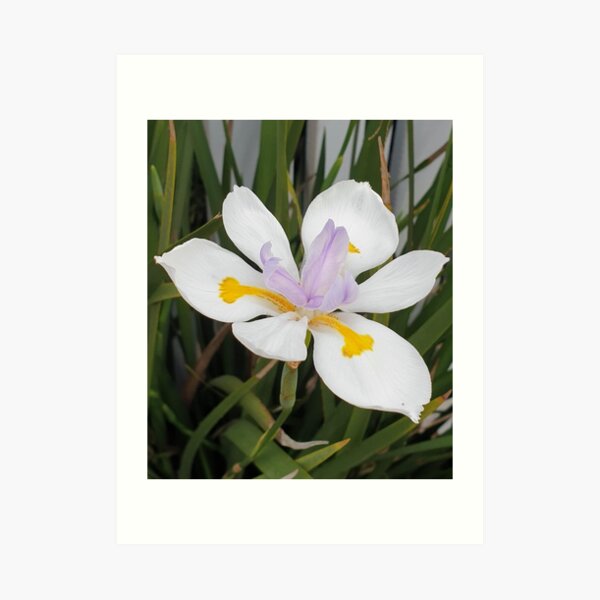 Wild Iris growing on a roadside in Western Australia Art Print