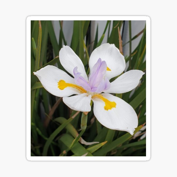 Wild Iris growing on a roadside in Western Australia Sticker