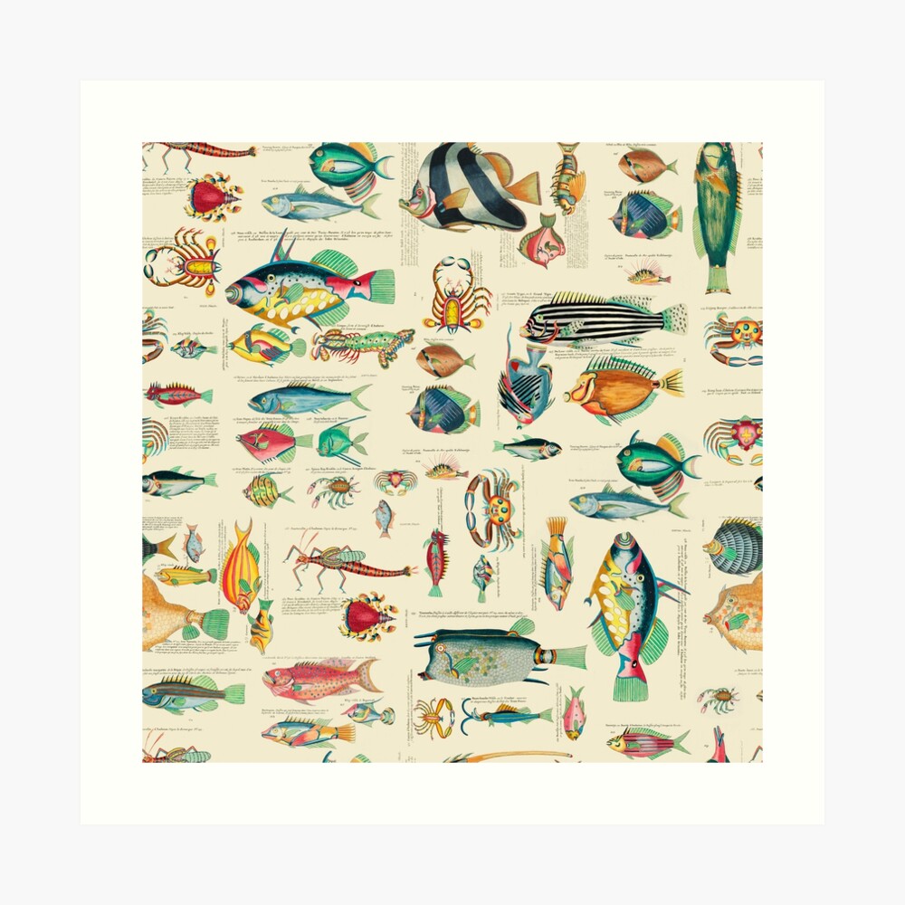 Vintage Fly Fishing Print - Trout Flies Scarf for Sale by SFTStudio