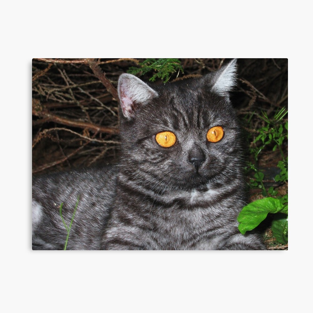 black smoke british shorthair