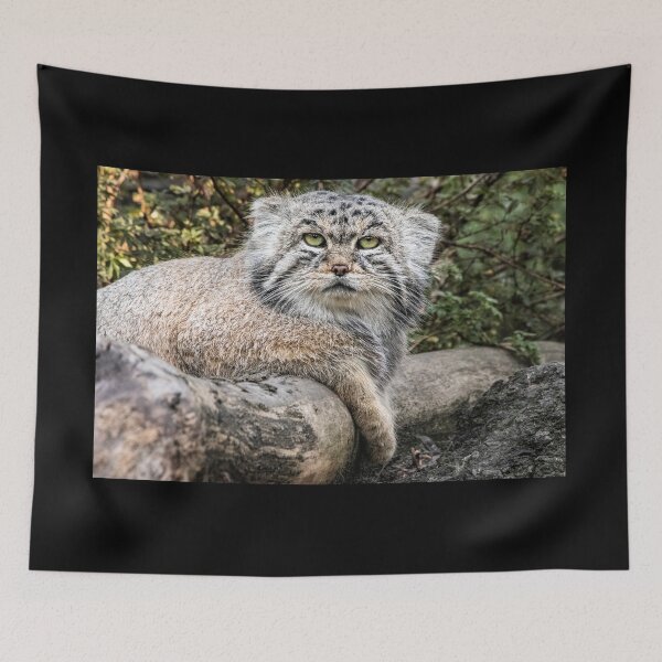 Item preview, Manul - commando cat designed and sold by Martulia.