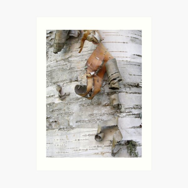 Birch Bark Art Print