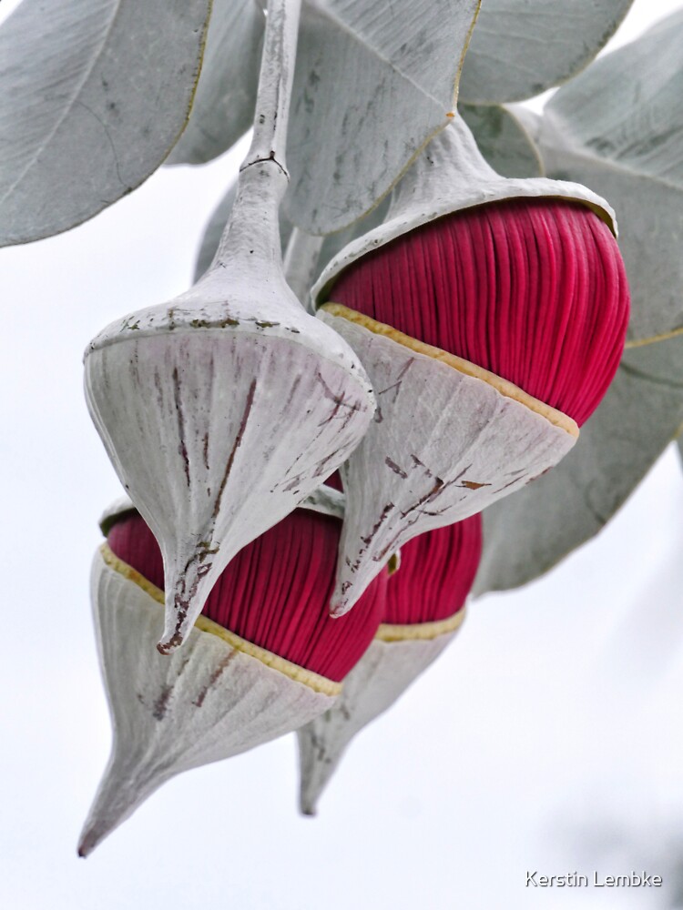 "4 buds of pink Rose mallee, 3 half open eucalyptus rhodantha pink, light background" Sticker