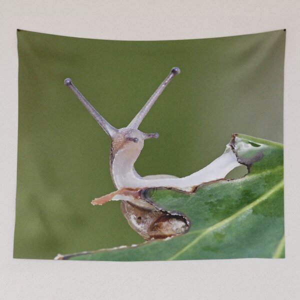 Item preview, r1218/ Finition 2021 - 3 - Escargot  " Coucou ! "  (c)(h) Olavia-Olao Okaio Créations designed and sold by o.okaïo.