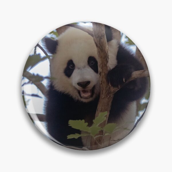 Item preview, Baby Panda Xiao Qi Ji at the National Zoo designed and sold by Zoo and Nature Photography by Karie.