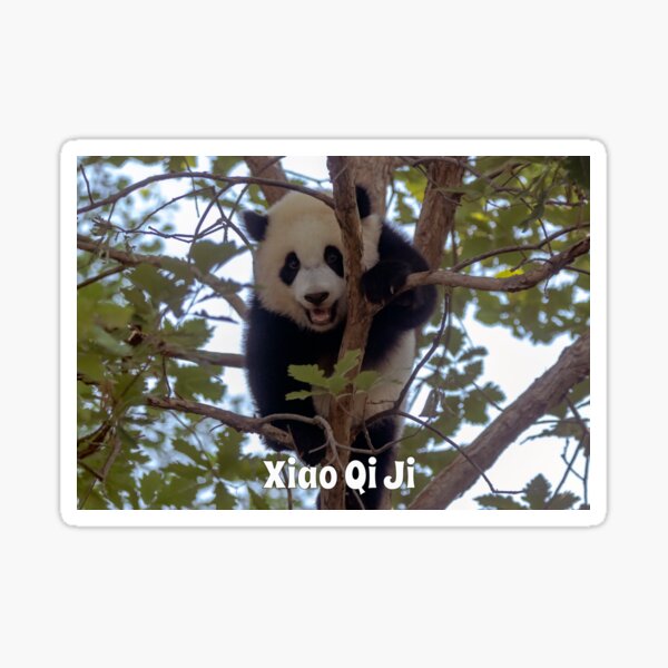 Item preview, Baby Panda Xiao Qi Ji at the National Zoo designed and sold by Zoo and Nature Photography by Karie.