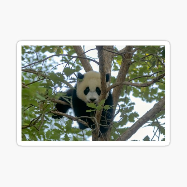 Item preview, Baby Panda Xiao Qi Ji at the National Zoo designed and sold by Zoo and Nature Photography by Karie.