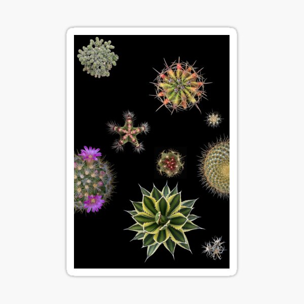 1cactus Sticker