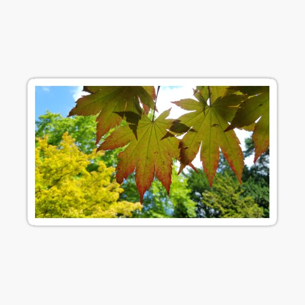 Seasons Change Autumn Is Coming Westonbirt Arboretum Sticker