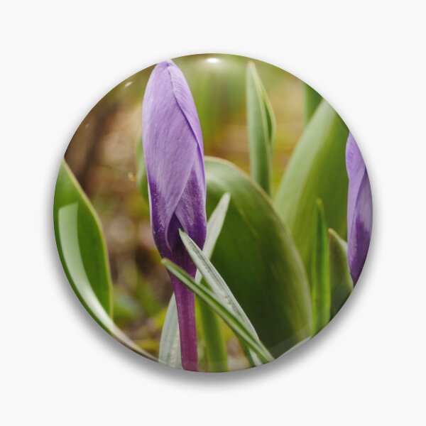 Artikelvorschau, Krokusblüten Primeln entworfen und verkauft von mrivserg.