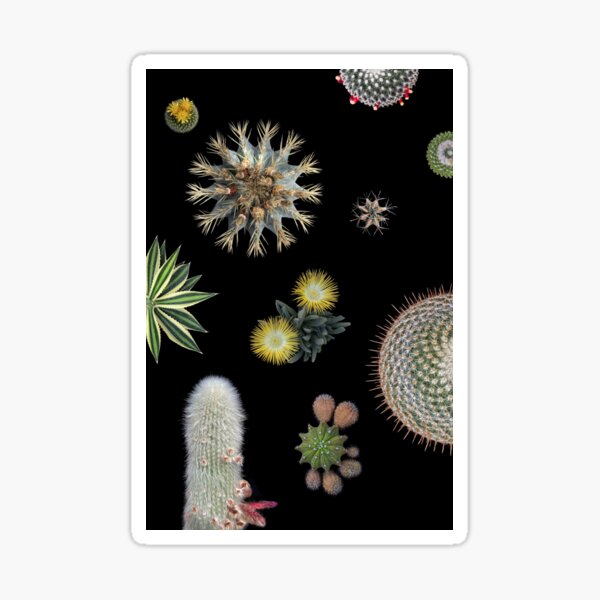 6 cactus Sticker