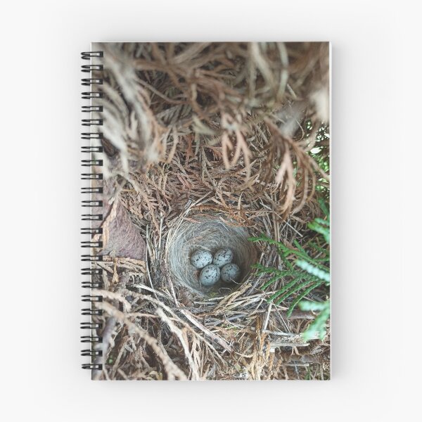 Artikelvorschau, Vogelnest entworfen und verkauft von ClaudiaAllx.