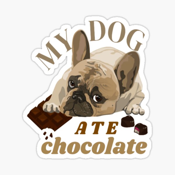 French bulldog ate clearance chocolate