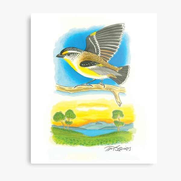Striated Pardalote Metal Print