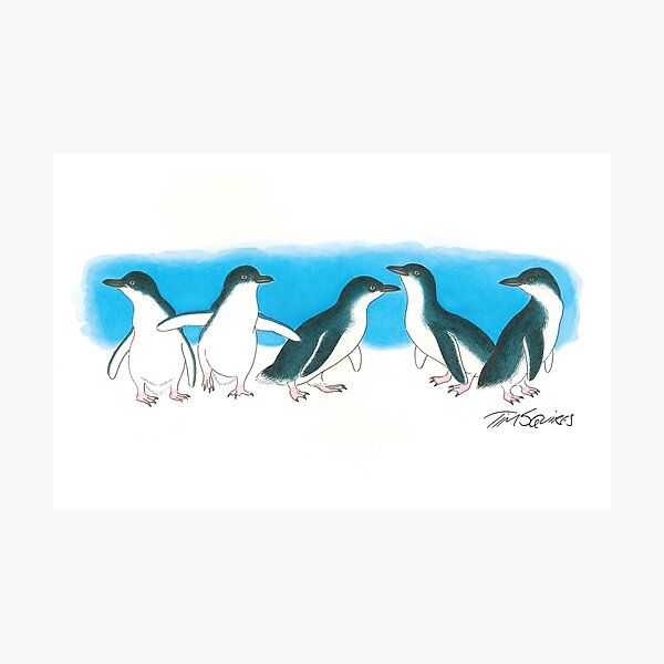 Little Penguin Photographic Print