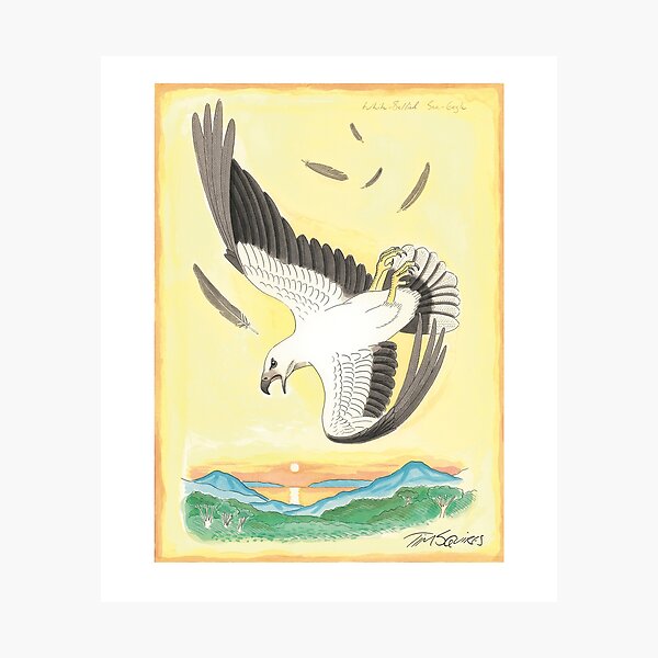 White-bellied Sea-eagle Photographic Print