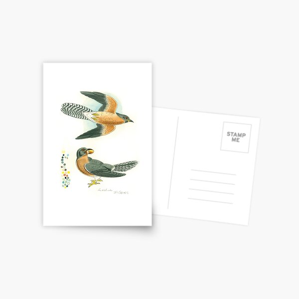 Fan-tailed cuckoo Postcard